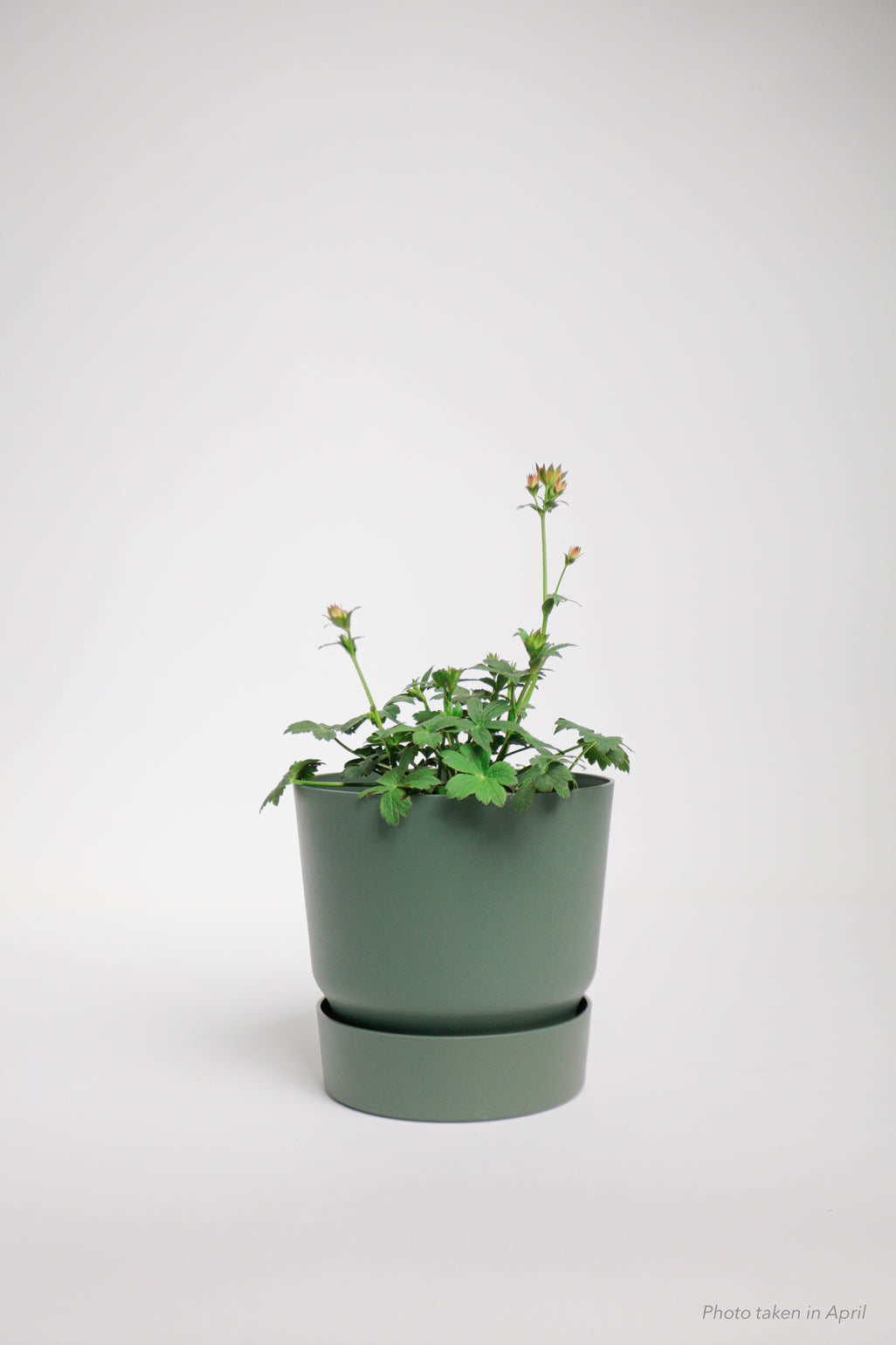 products/SotoProductShootLowQ-2007.jpg